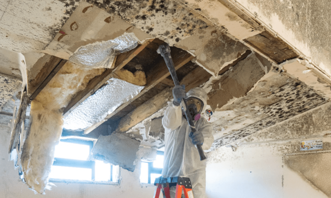 Thorough Mold Remediation Services for a Healthy Environment