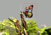 controlled dataset identification summary