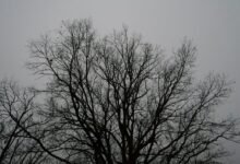 cross sector number governance outline